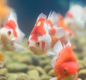 peces-e1583502212458